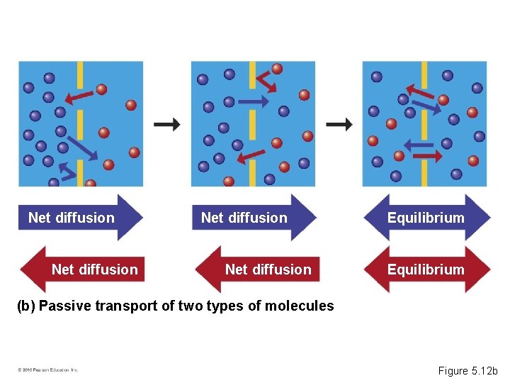 Net diffusion Equilibrium (b) Passive transport of two types of molecules Figure 5. 12