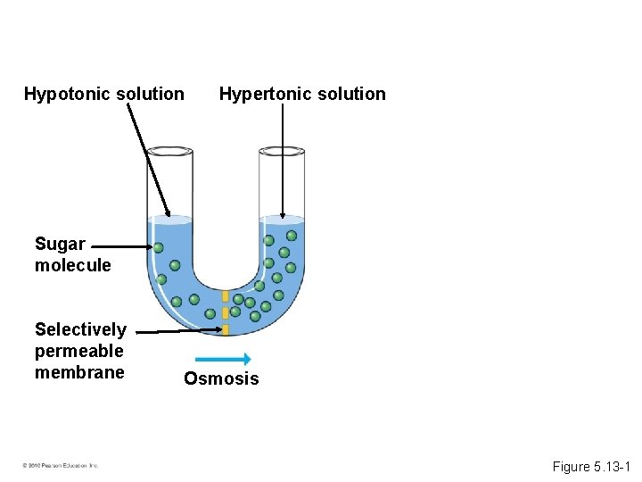 Hypotonic solution Hypertonic solution Sugar molecule Selectively permeable membrane Osmosis Figure 5. 13 -1