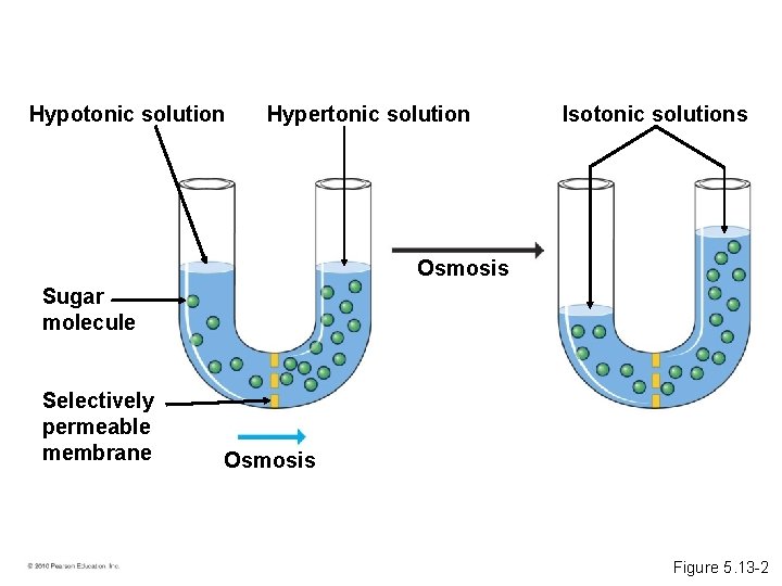 Hypotonic solution Hypertonic solution Isotonic solutions Osmosis Sugar molecule Selectively permeable membrane Osmosis Figure