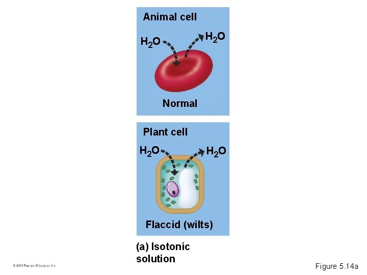 Animal cell H 2 O Normal Plant cell H 2 O Flaccid (wilts) (a)