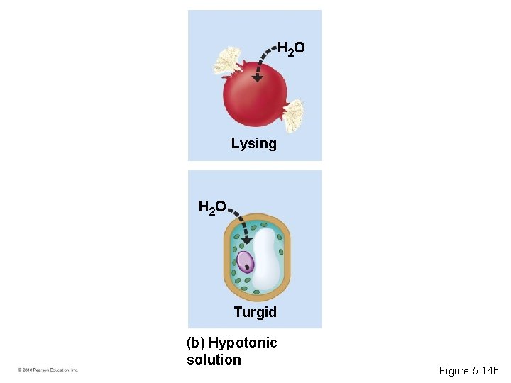 H 2 O Lysing H 2 O Turgid (b) Hypotonic solution Figure 5. 14