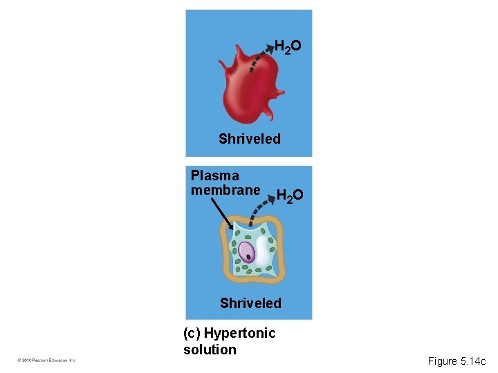 H 2 O Shriveled Plasma membrane H 2 O Shriveled (c) Hypertonic solution Figure