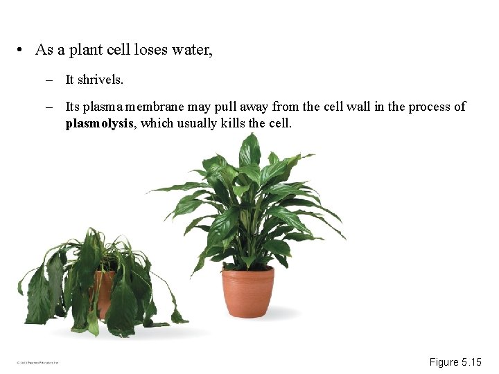  • As a plant cell loses water, – It shrivels. – Its plasma