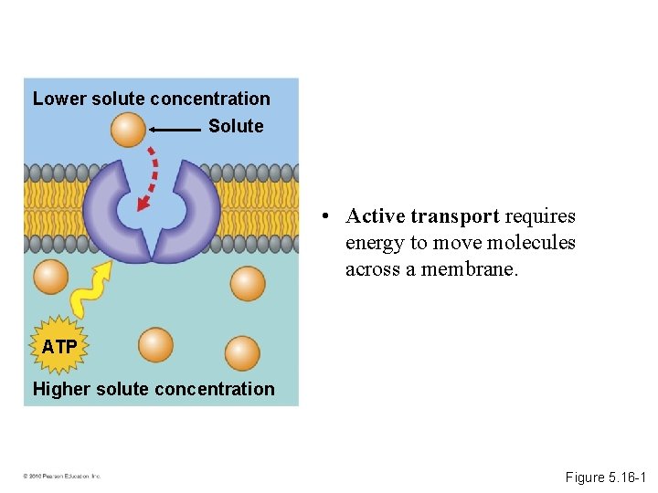 Lower solute concentration Solute • Active transport requires energy to move molecules across a