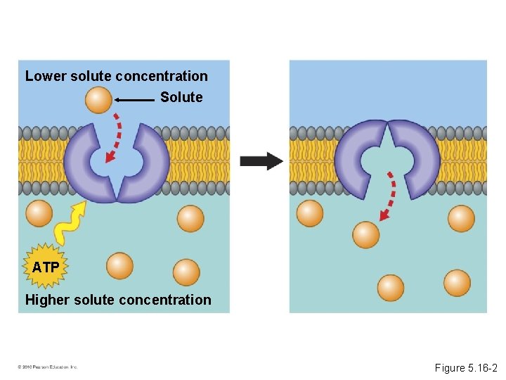 Lower solute concentration Solute ATP Higher solute concentration Figure 5. 16 -2 