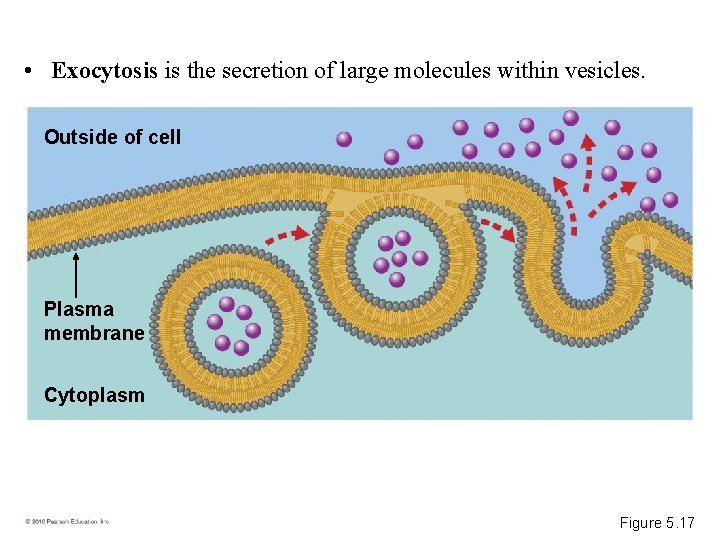  • Exocytosis is the secretion of large molecules within vesicles. Outside of cell