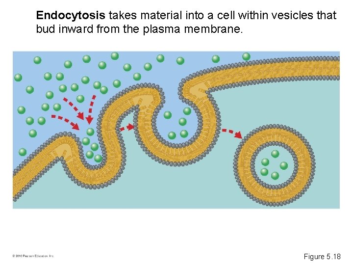 Endocytosis takes material into a cell within vesicles that bud inward from the plasma