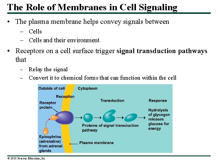 The Role of Membranes in Cell Signaling • The plasma membrane helps convey signals