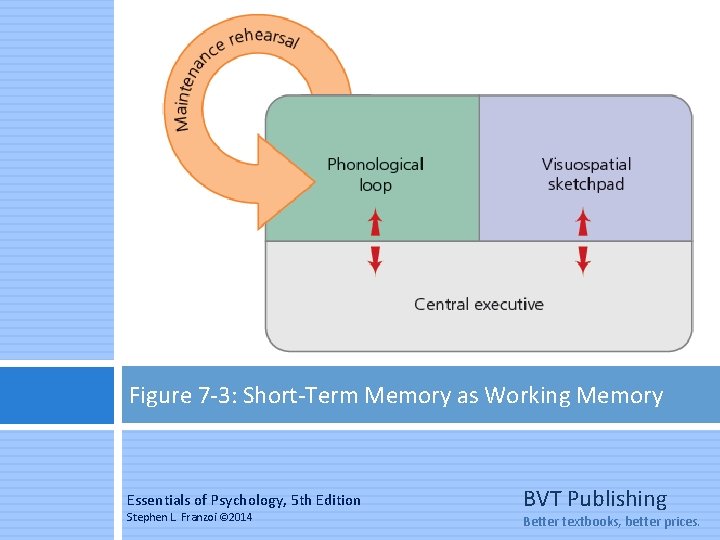 Figure 7 -3: Short-Term Memory as Working Memory Essentials of Psychology, 5 th Edition