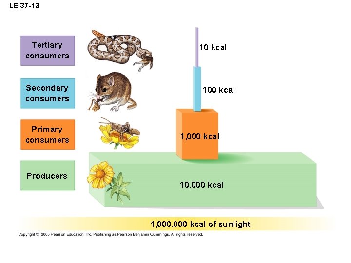 LE 37 -13 Tertiary consumers Secondary consumers Primary consumers Producers 10 kcal 100 kcal