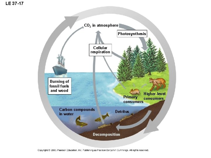 LE 37 -17 CO 2 in atmosphere Photosynthesis Cellular respiration Burning of fossil fuels