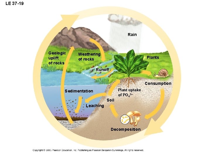 LE 37 -19 Rain Geologic uplift of rocks Weathering of rocks Plants Runoff Consumption