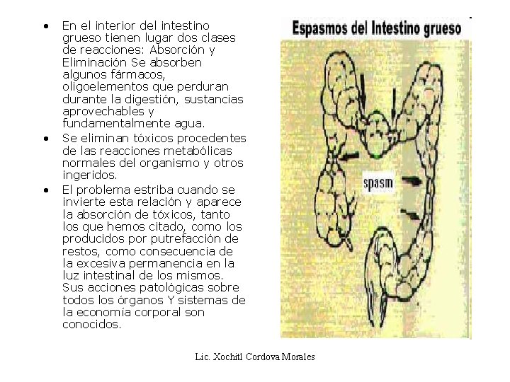  • • • En el interior del intestino grueso tienen lugar dos clases