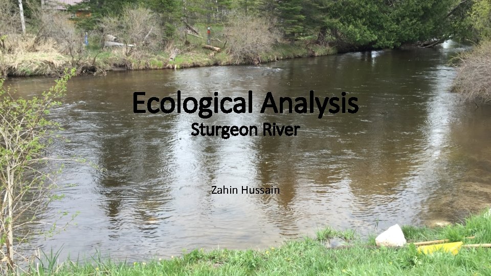 Ecological Analysis Sturgeon River Zahin Hussain 