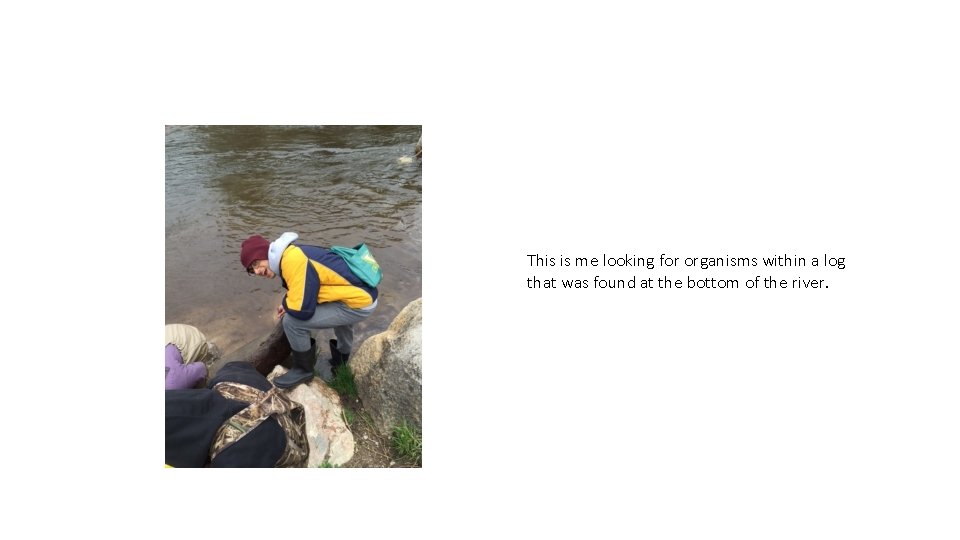 This is me looking for organisms within a log that was found at the