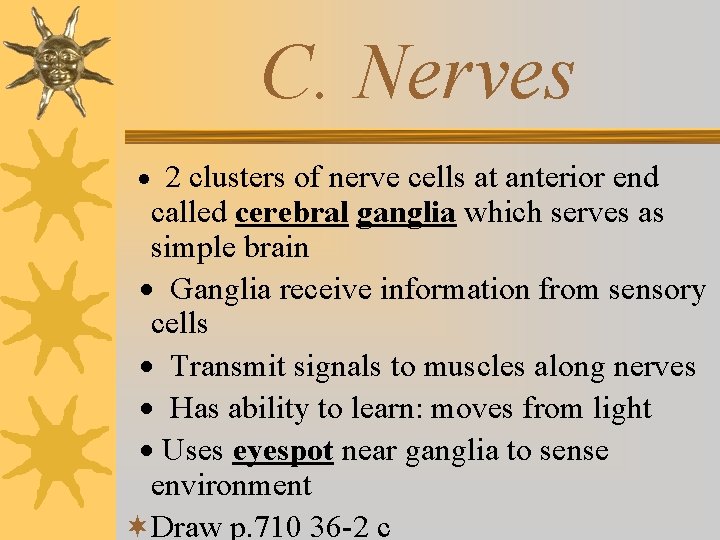 C. Nerves · 2 clusters of nerve cells at anterior end called cerebral ganglia