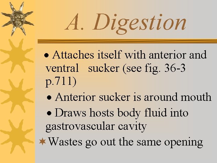 A. Digestion · Attaches itself with anterior and ventral sucker (see fig. 36 -3