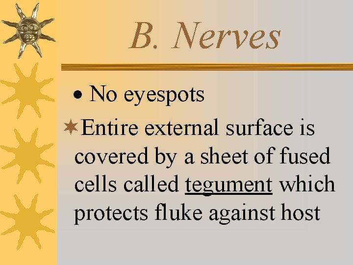 B. Nerves · No eyespots ¬Entire external surface is covered by a sheet of