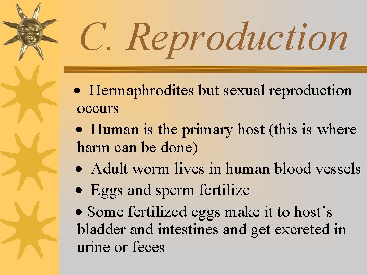C. Reproduction · Hermaphrodites but sexual reproduction occurs · Human is the primary host