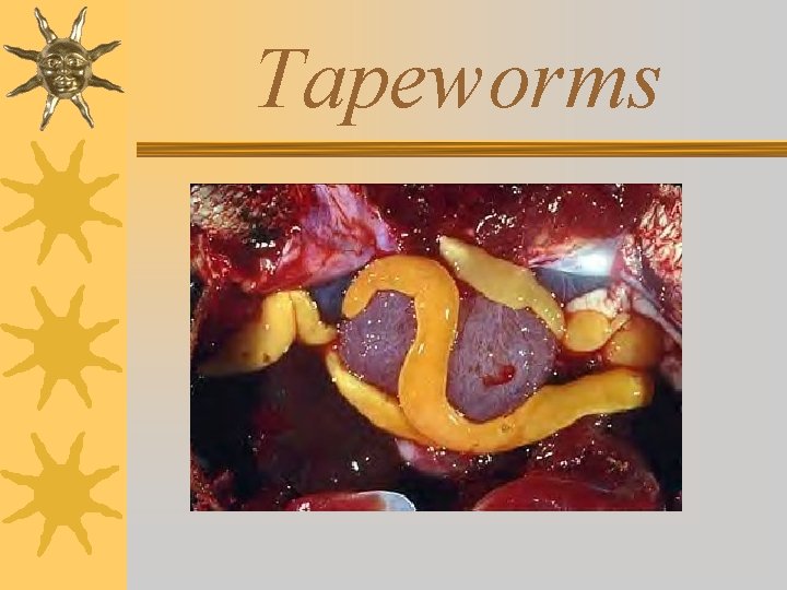 Tapeworms 