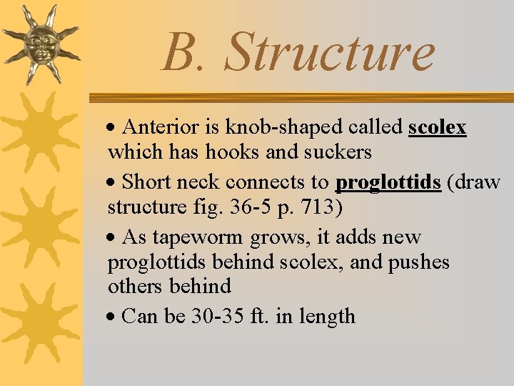 B. Structure · Anterior is knob-shaped called scolex which has hooks and suckers ·
