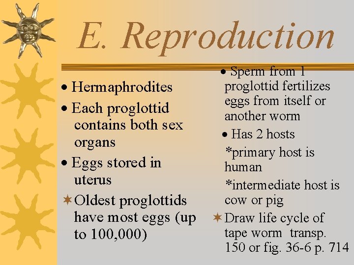 E. Reproduction · Hermaphrodites · Each proglottid contains both sex organs · Eggs stored