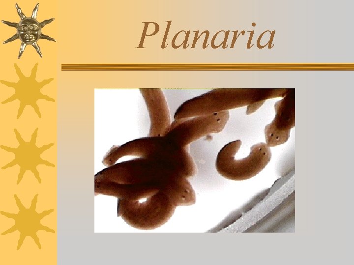 Planaria 