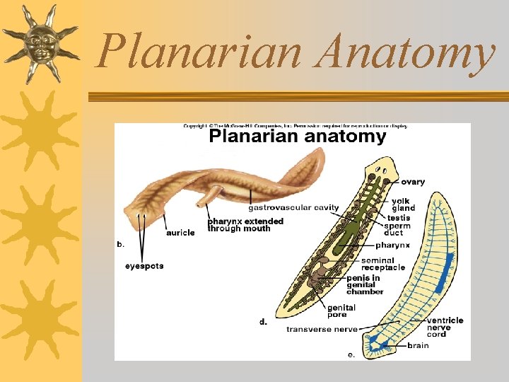Planarian Anatomy 