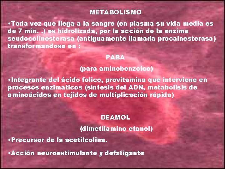 METABOLISMO • Toda vez que llega a la sangre (en plasma su vida media