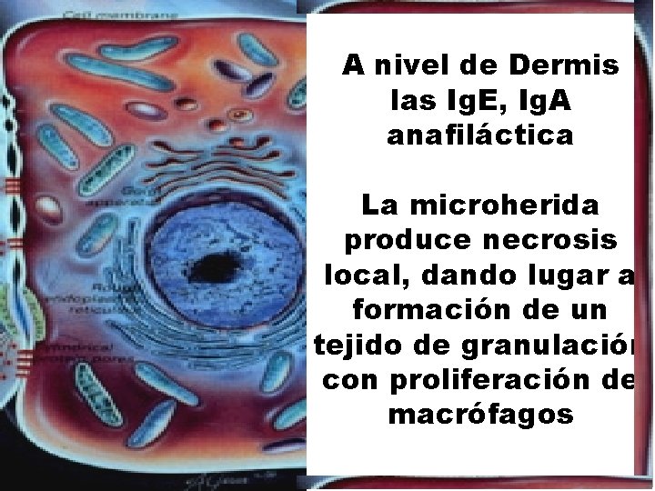 A nivel de Dermis las Ig. E, Ig. A anafiláctica La microherida produce necrosis