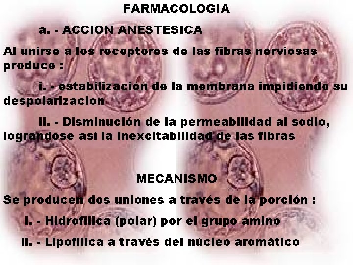 FARMACOLOGIA a. - ACCION ANESTESICA Al unirse a los receptores de las fibras nerviosas
