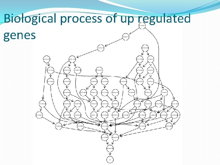 Biological process of up regulated genes 