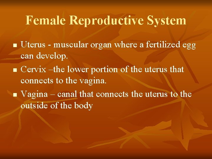 Female Reproductive System n n n Uterus - muscular organ where a fertilized egg