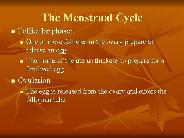 The Menstrual Cycle n Follicular phase: n n n One or more follicles in