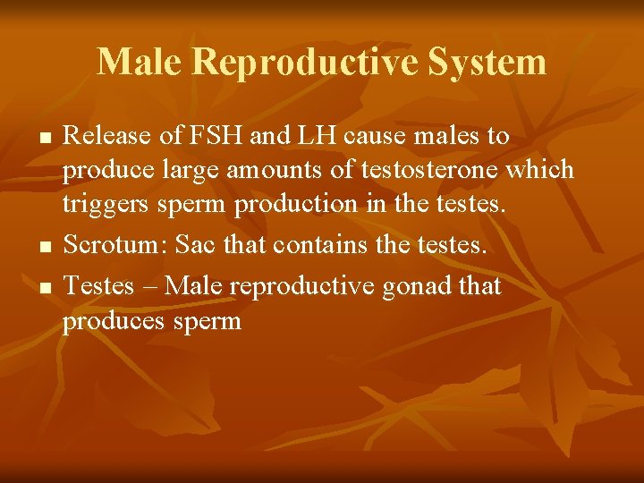Male Reproductive System n n n Release of FSH and LH cause males to