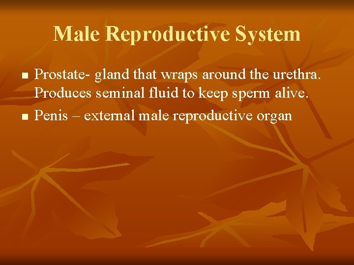 Male Reproductive System n n Prostate- gland that wraps around the urethra. Produces seminal