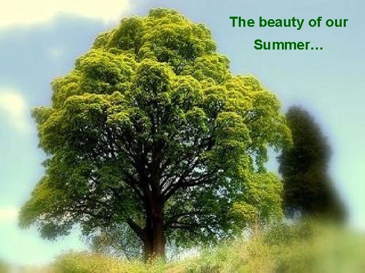 The beauty of our Summer… 