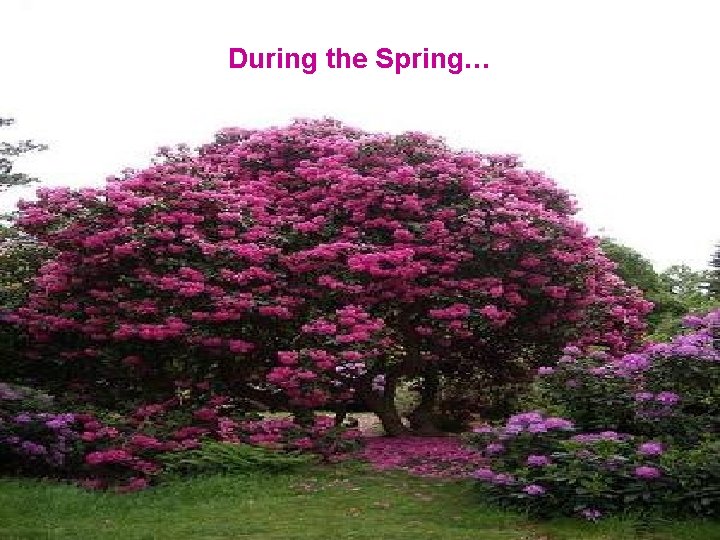 During the Spring… 