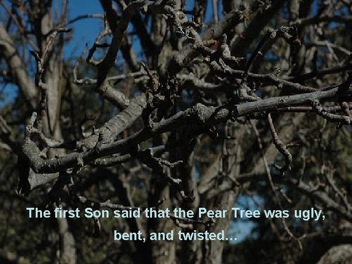 The first Son said that the Pear Tree was ugly, bent, and twisted… 