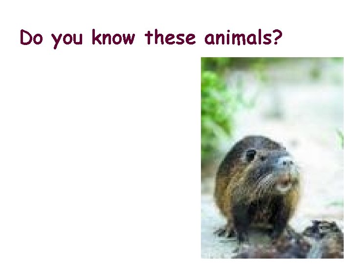 Do you know these animals? 