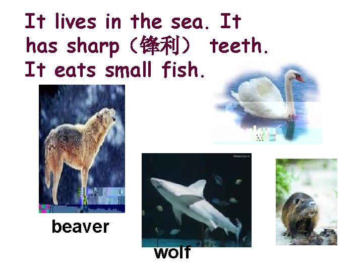 It lives in the sea. It has sharp（锋利） teeth. It eats small fish. shark