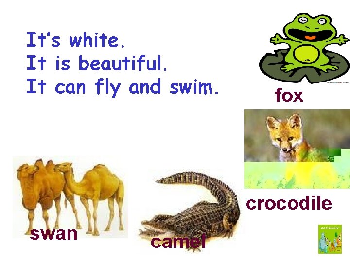It’s white. It is beautiful. It can fly and swim. fox crocodile swan camel