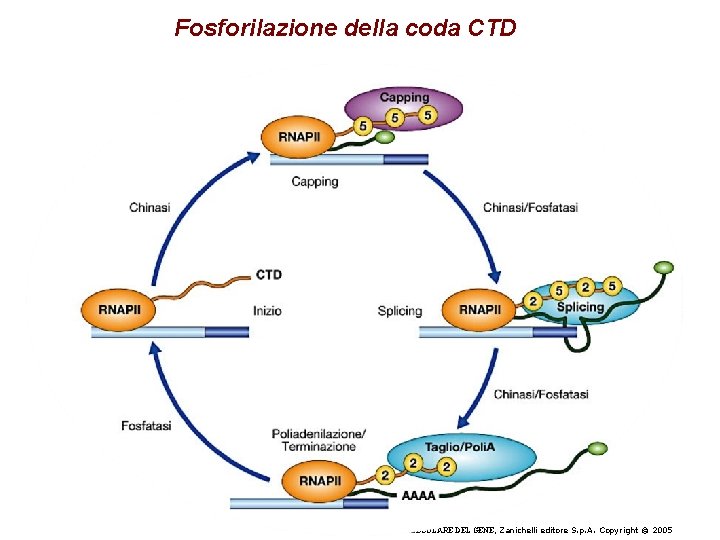 Fosforilazione della coda CTD Watson et al. , BIOLOGIA MOLECOLARE DEL GENE, Zanichelli editore