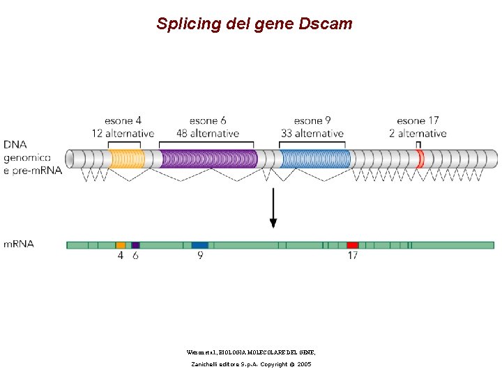 Splicing del gene Dscam Watson et al. , BIOLOGIA MOLECOLARE DEL GENE, Zanichelli editore