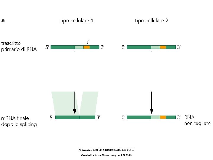 Watson et al. , BIOLOGIA MOLECOLARE DEL GENE, Zanichelli editore S. p. A. Copyright