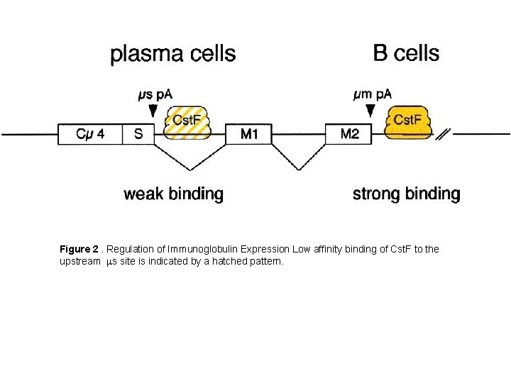Figure 2. Regulation of Immunoglobulin Expression Low affinity binding of Cst. F to the
