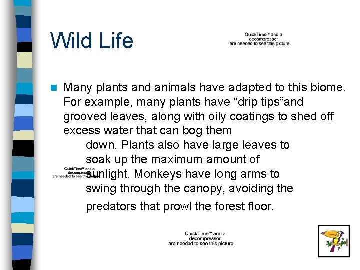 Wild Life n Many plants and animals have adapted to this biome. For example,