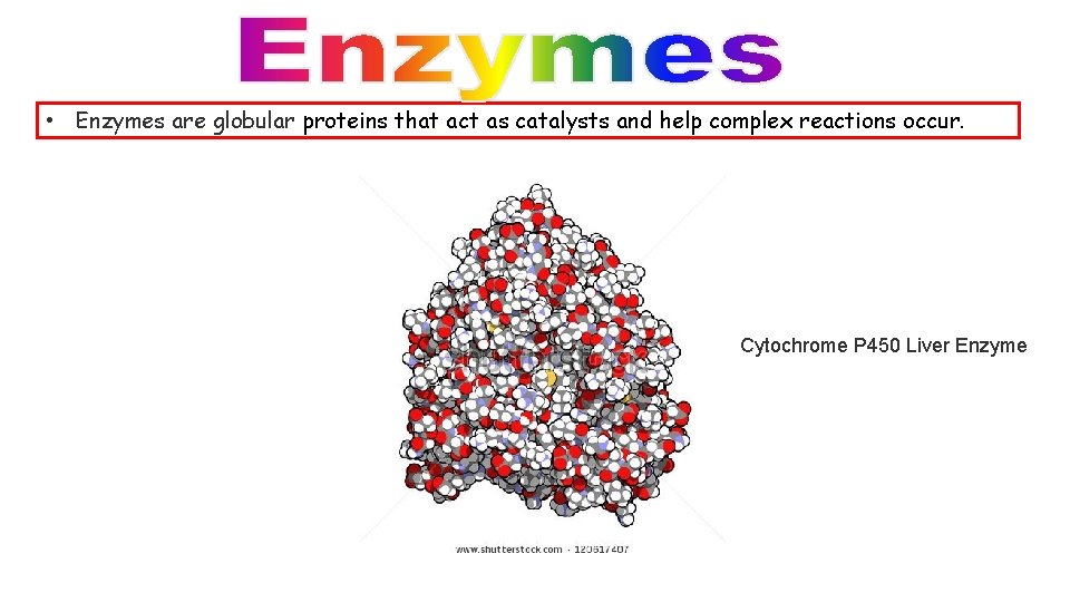  • Enzymes are globular proteins that act as catalysts and help complex reactions