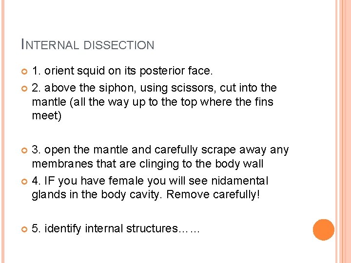 INTERNAL DISSECTION 1. orient squid on its posterior face. 2. above the siphon, using