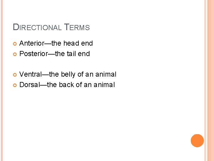 DIRECTIONAL TERMS Anterior—the head end Posterior—the tail end Ventral—the belly of an animal Dorsal—the